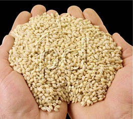 Zakat al-Fitr  (Aumne de rupture du jene) 