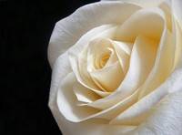 Der Muttertag: Ein historischer berblick und das Urteil der Gelehrten - Teil 1