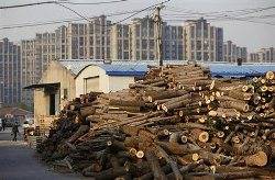 China timber trade 