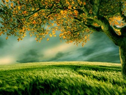 The Description of Paradise – III 