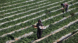 Palestinian farmers endure 