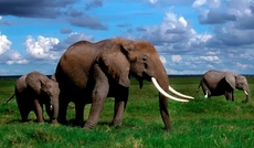 Es gibt kein Tier auf der Erde und keinen Vogel, die nicht Gemeinschaften wären gleich euch