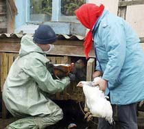 New H5N1 Outbreak in Ukraine