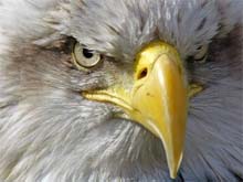 France Begins Mass Bird Vaccination