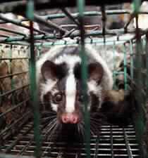 SARS Fears Return to Southeast Asia