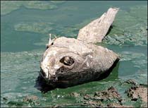 Portugal Suffers in Grip of Severe Drought