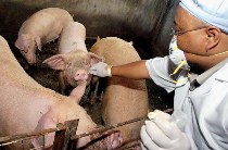 Inquiries about Swine Flu