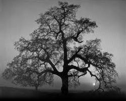 The story of Prophet Adam - III