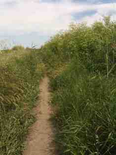 Nos curs sont-ils toujours attachs  la Vrit?