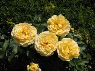 Las esposas del Profeta Muhammad, análisis I