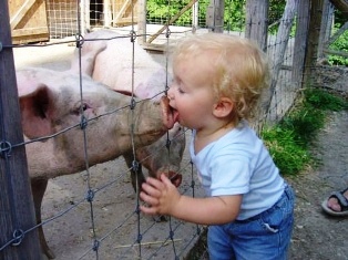 Ocho razones médicas para prohibir la carne de cerdo